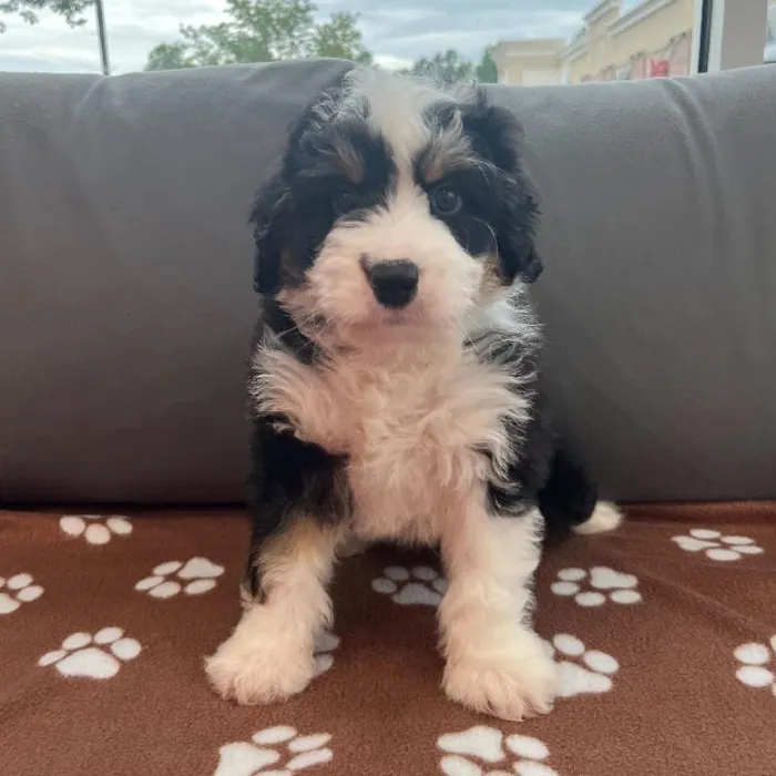 Male Mini Bernedoodle 2nd Gen Puppy for Sale in Charlotte, NC