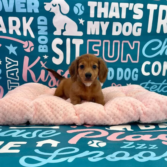Male Dachshund Puppy for Sale in Charlotte, NC
