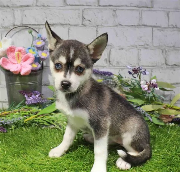 Female Alaskan Klee Kai puppy named Dolce for sale at Waggles Charlotte.
