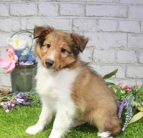 Male Sheltie puppy named Ernie for sale at Waggles Raleigh.