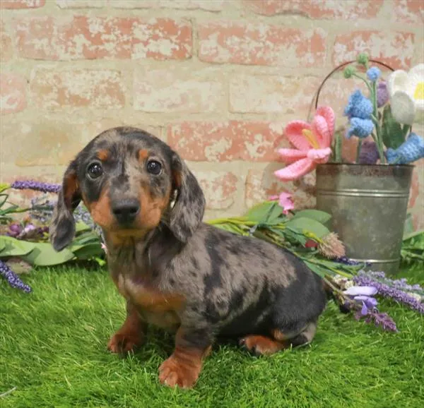 Female Dachshund puppy named Mako for sale at Waggles Greensboro.