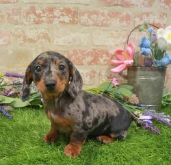 Female Dachshund puppy named Mako for sale at Waggles Greensboro.