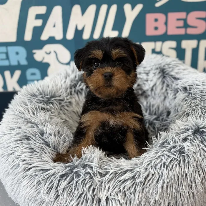 Female Silky Terrier puppy named Scarlett for sale at Waggles Charlotte.