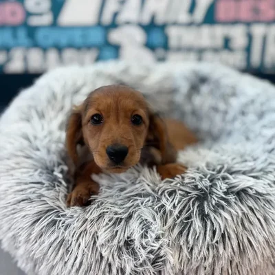Female Dachshund Puppy for Sale in Charlotte, NC