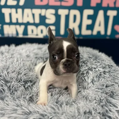 Female French Bulldog Puppy for Sale in Charlotte, NC