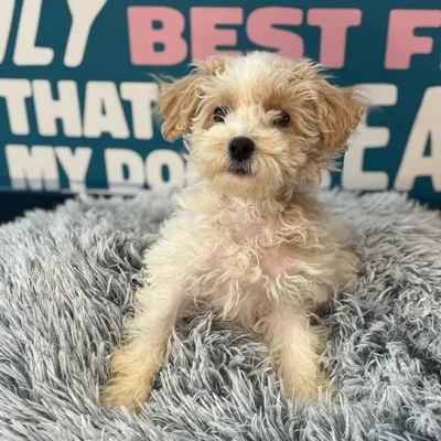 Female Bichapoo Puppy for Sale in Charlotte, NC