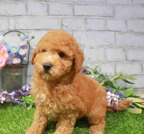Male Maltipoo puppy named Marlin for sale at Waggles Charlotte.