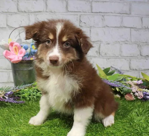Female Mini Aussie puppy named Nebula for sale at Waggles Charlotte.