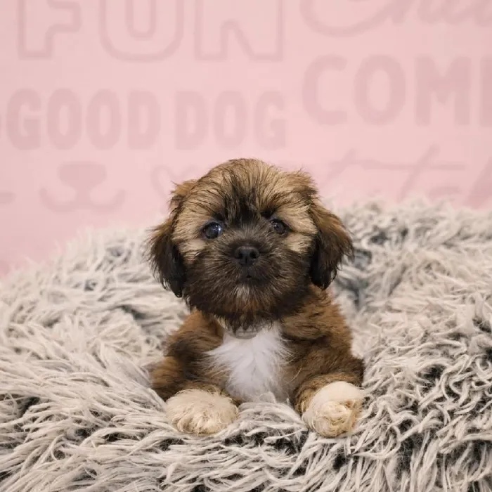 Male Lhasa Apso puppy named Peter for sale at Waggles Greensboro.