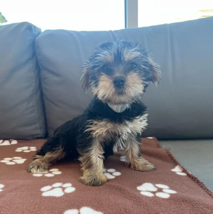 Female Yorkie Puppy for Sale in Charlotte, NC