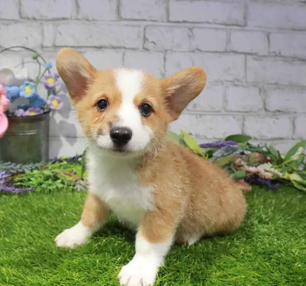 Male Pembroke Welsh Corgi puppy named Captain for sale at Waggles Charlotte.