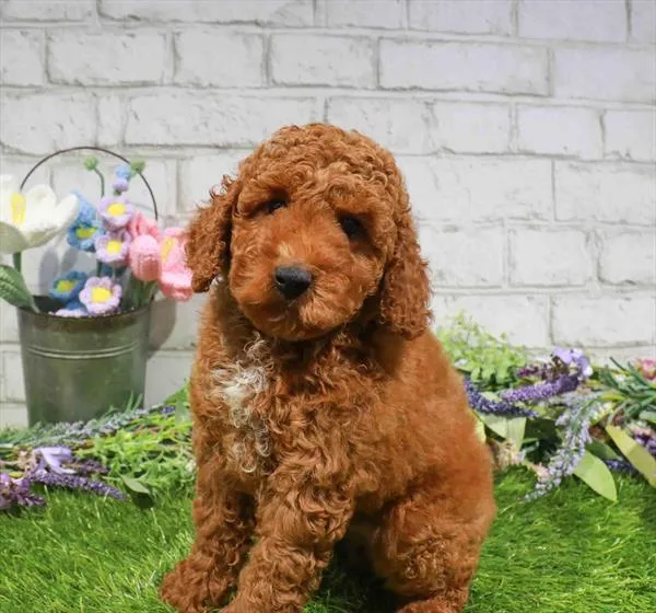 Male Hybrid puppy for sale at Waggles Charlotte.