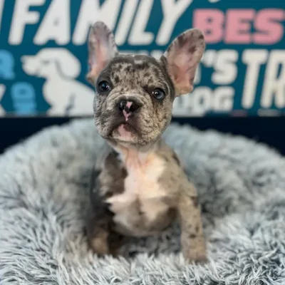 Male French Bulldog Puppy for Sale in Charlotte, NC