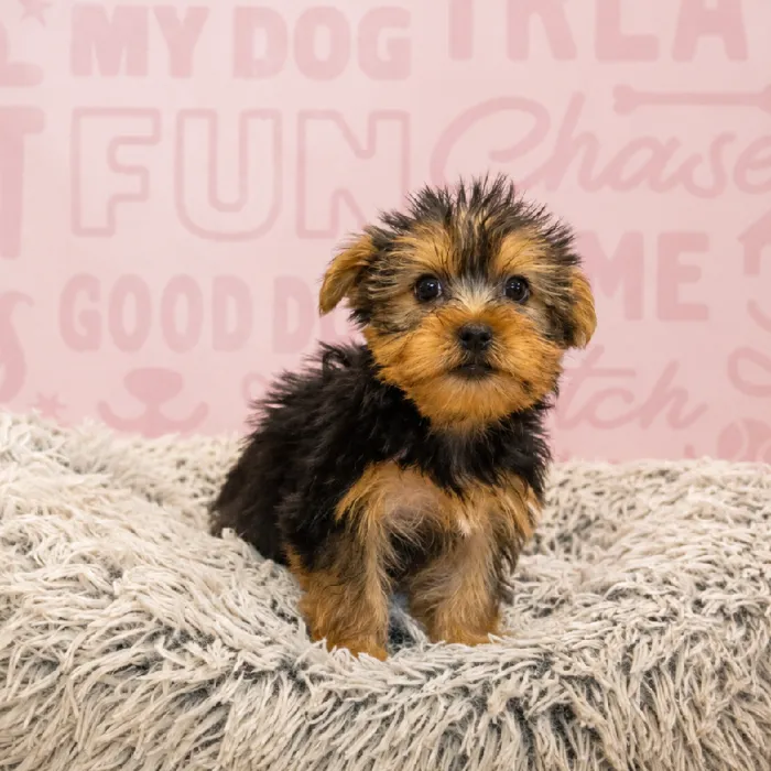 Female Yorkie puppy named Penelope for sale at Waggles Greensboro.