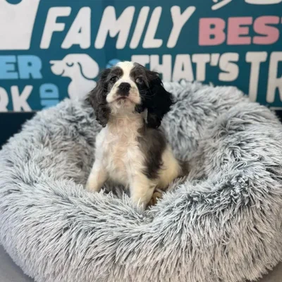 Male Cocker Spaniel Puppy for Sale in Charlotte, NC