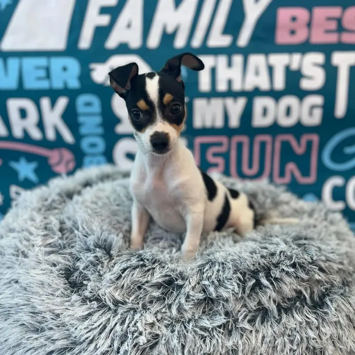 Male Chihuahua Puppy for Sale in Charlotte, NC