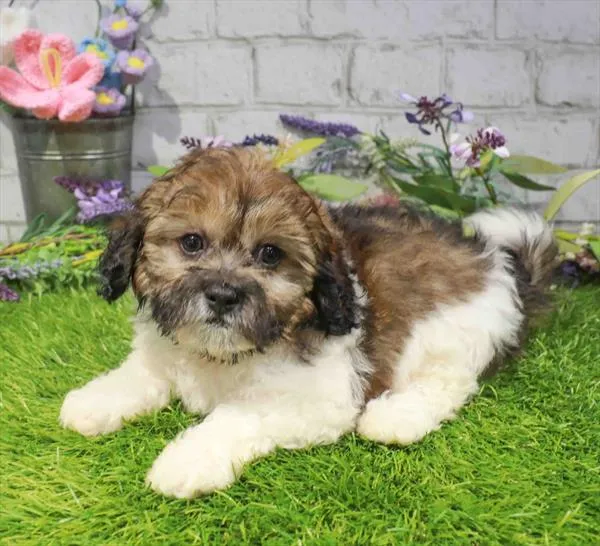 Female Teddy Bear puppy named Cookie for sale at Waggles Greensboro.