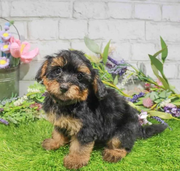 Male Havapoo puppy named Asher for sale at Waggles Charlotte.