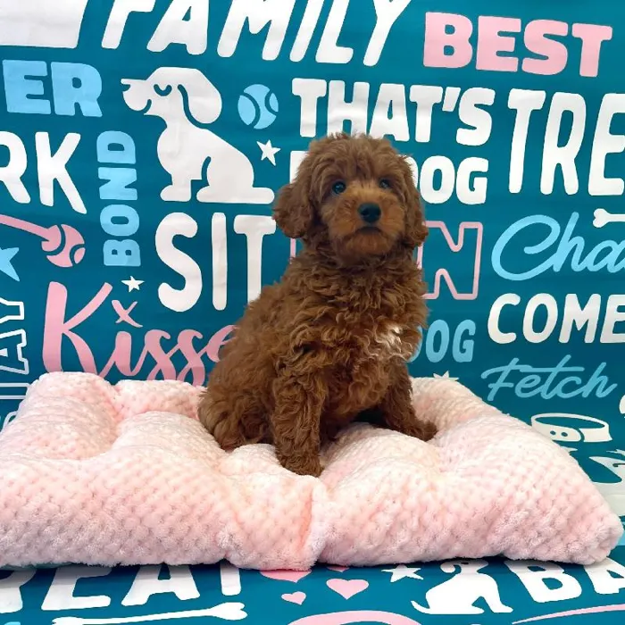 Male Mini Goldendoodle 2nd Gen Puppy for Sale in Charlotte, NC