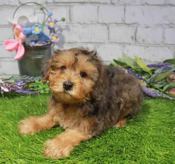 Male Yorkie-Poo puppy named Charlie for sale at Waggles Charlotte.