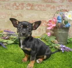 Female Chiweenie puppy named Blair for sale at Waggles Charlotte.