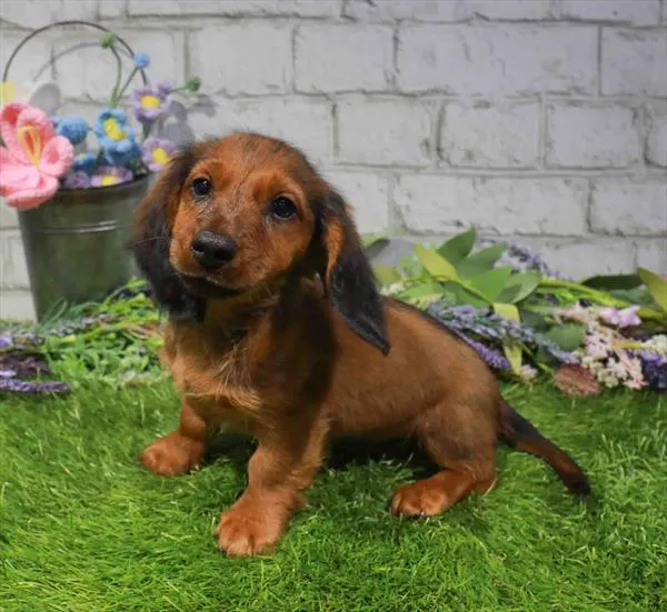 Male Dachshund puppy named Ed for sale at Waggles Greensboro.