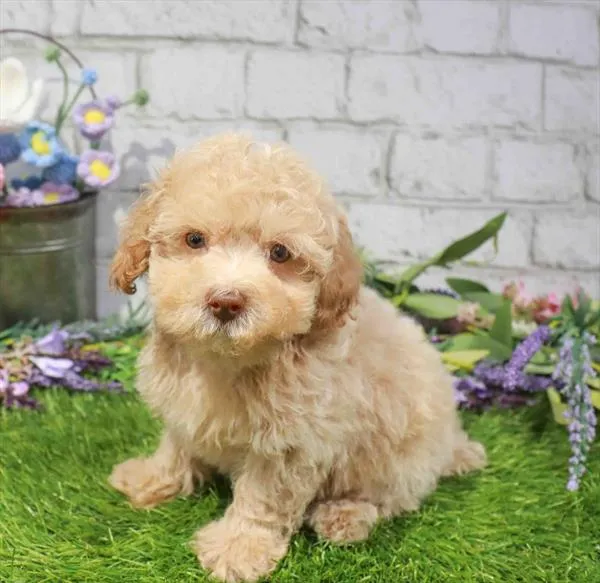 Male Mini Poodle puppy named Taco for sale at Waggles Charlotte.