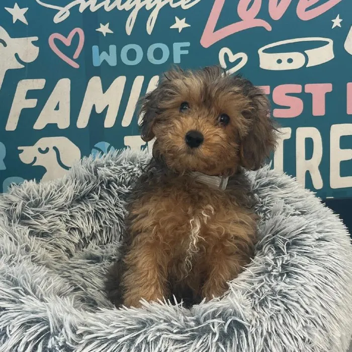 Male Yorkie-Poo puppy named Charlie for sale at Waggles Charlotte.