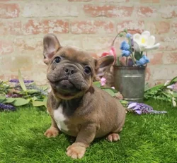 Male French Bulldog puppy named Nemo for sale at Waggles Greensboro.
