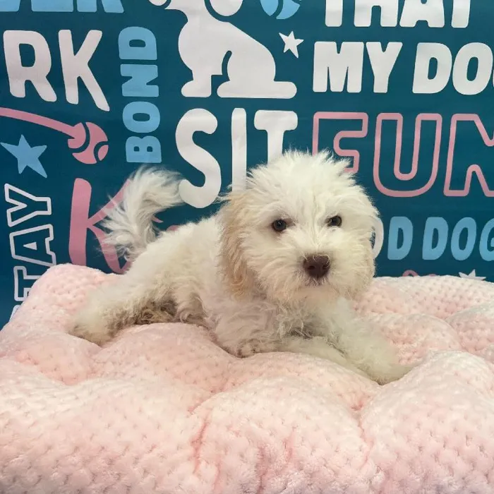 Male Havapoo Puppy for Sale in Charlotte, NC