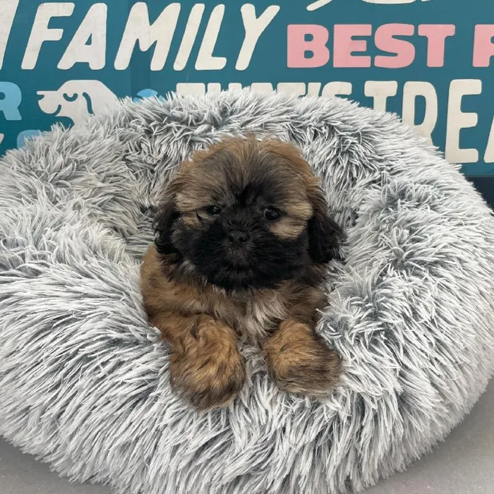 Female Shih Tzu puppy named Maui for sale at Waggles Charlotte.