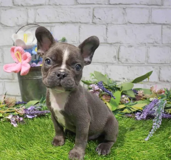 Male French Bulldog puppy named Stitch for sale at Waggles Charlotte.