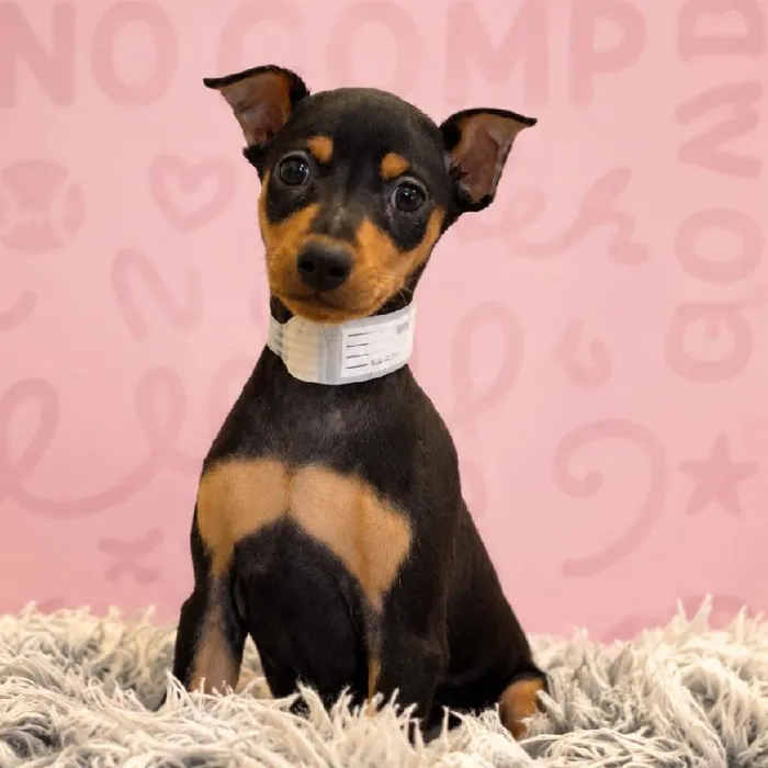Male Min Pin puppy named Myles for sale at Waggles Greensboro.
