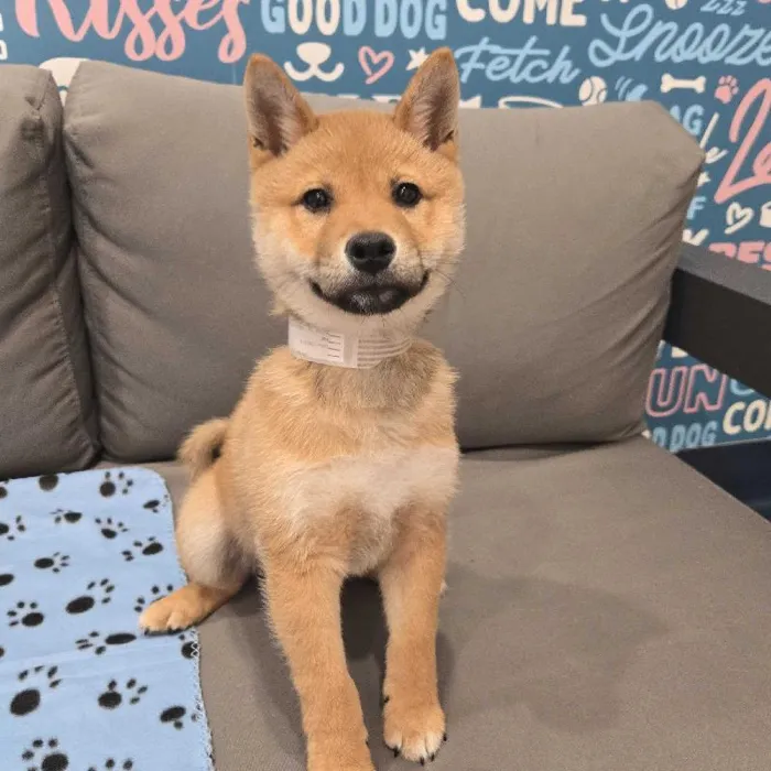 Male Shiba Inu Puppy for Sale in Charlotte, NC