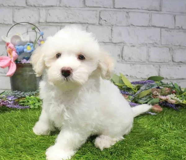 Male Maltipoo puppy named Arrow for sale at Waggles Charlotte.