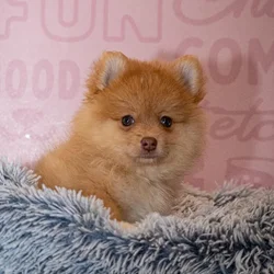 Female Pomeranian puppy named Malibu for sale at Waggles Greensboro.