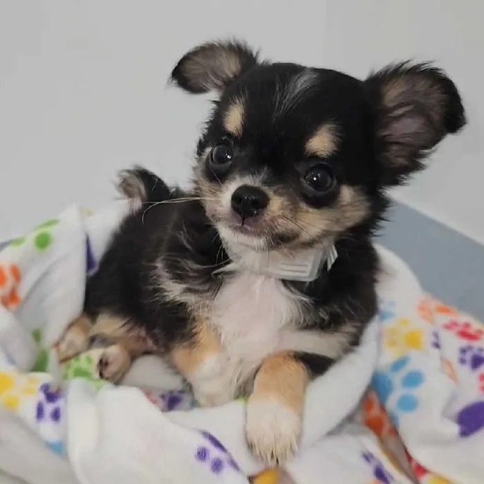 Male Chihuahua Puppy for Sale in Charlotte, NC