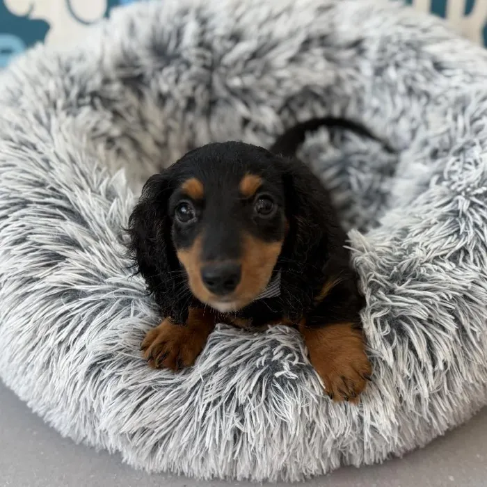 Male Dachshund puppy named Stark for sale at Waggles Charlotte.