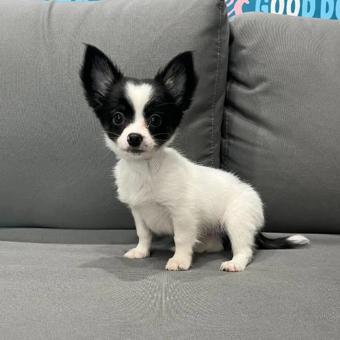 Male Chihuahua Puppy for Sale in Charlotte, NC