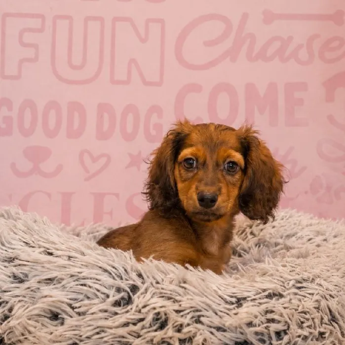 Male Dachshund puppy named Pumba for sale at Waggles Greensboro.