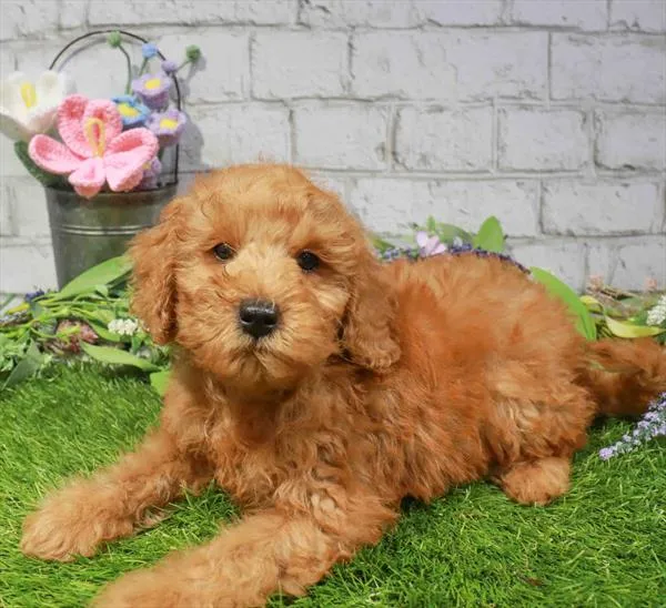 Male Mini Goldendoodle 2Nd Gen puppy named Strudle for sale at Waggles Greensboro.
