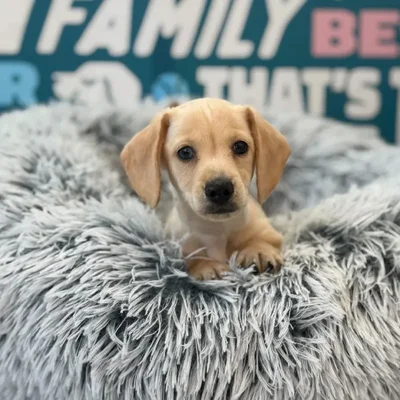 Male Dachshund Puppy for Sale in Charlotte, NC