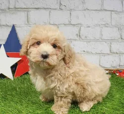 Male Maltipoo puppy named Cyrus for sale at Waggles Greensboro.