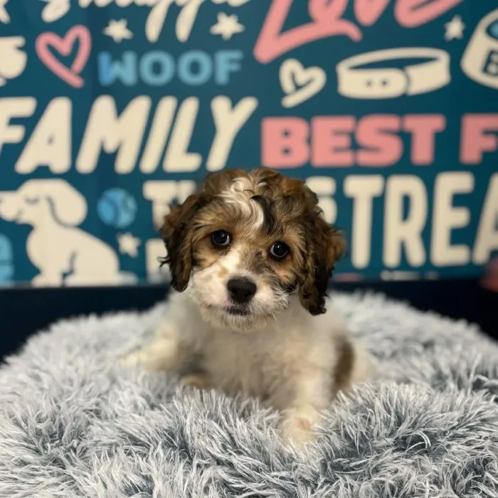 Male Cockapoo Puppy for Sale in Charlotte, NC