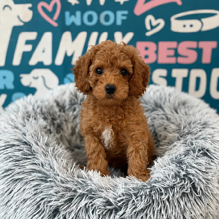 Male Cavapoo puppy named Miles for sale at Waggles Charlotte.