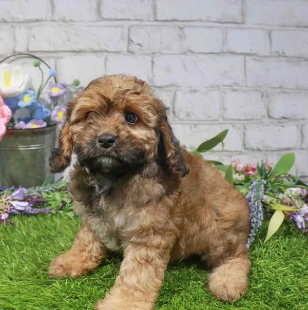 Female Cavapoo puppy named Jellybean for sale at Waggles Charlotte.