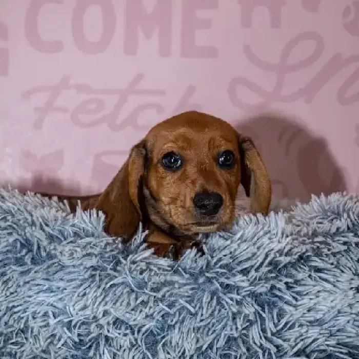 Male Dachshund puppy named Reuben for sale at Waggles Greensboro.