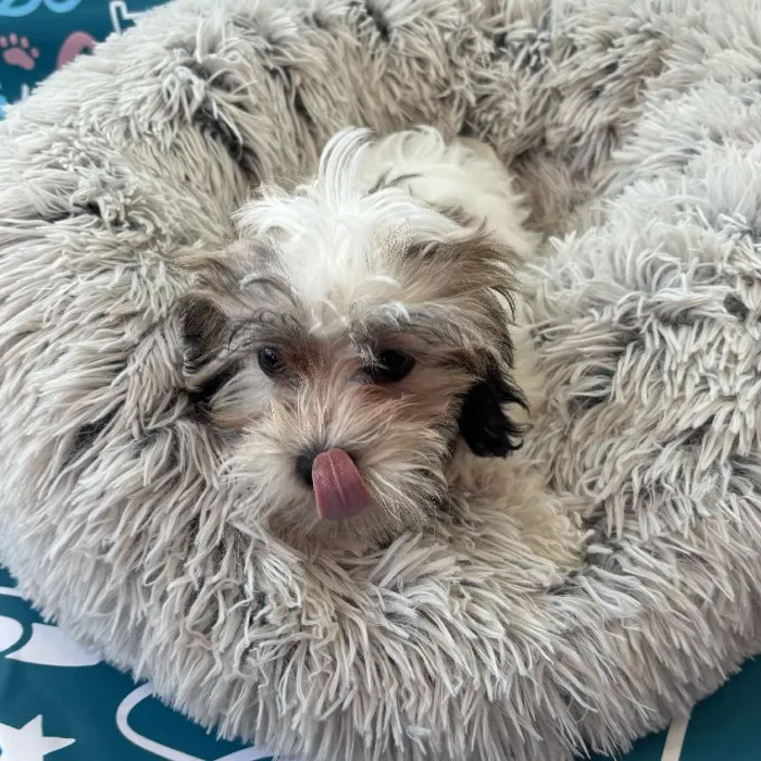 Female Malshi Puppy for Sale in Charlotte, NC