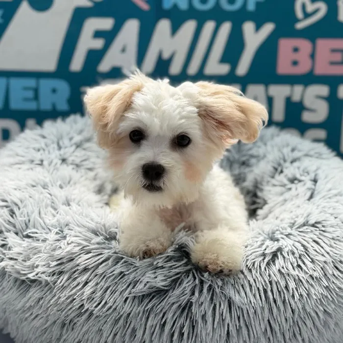 Male Teddy Bear puppy named Lake for sale at Waggles Charlotte.