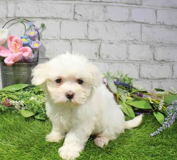 Female Maltese puppy named Peach for sale at Waggles Charlotte.